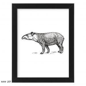 Plakat tapir #AN257