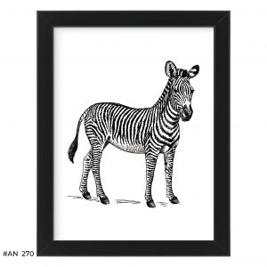 Plakat zebra #AN270