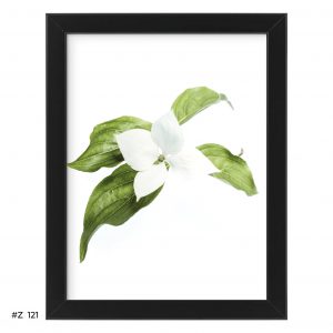 Plakat biały kwiat #Z121